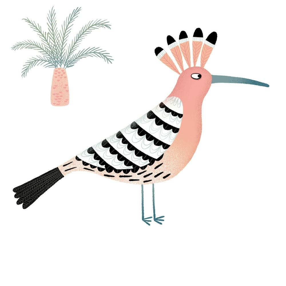 Hoopoe Bird