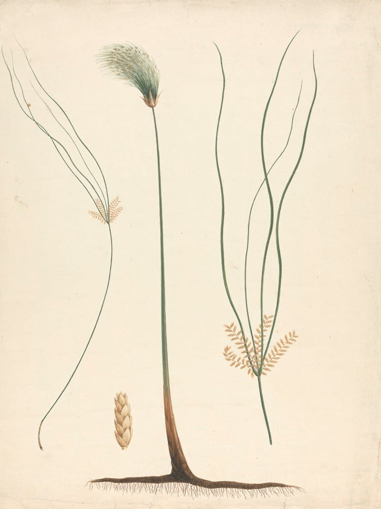 Papyrus Sedge, Luigi Balugani
