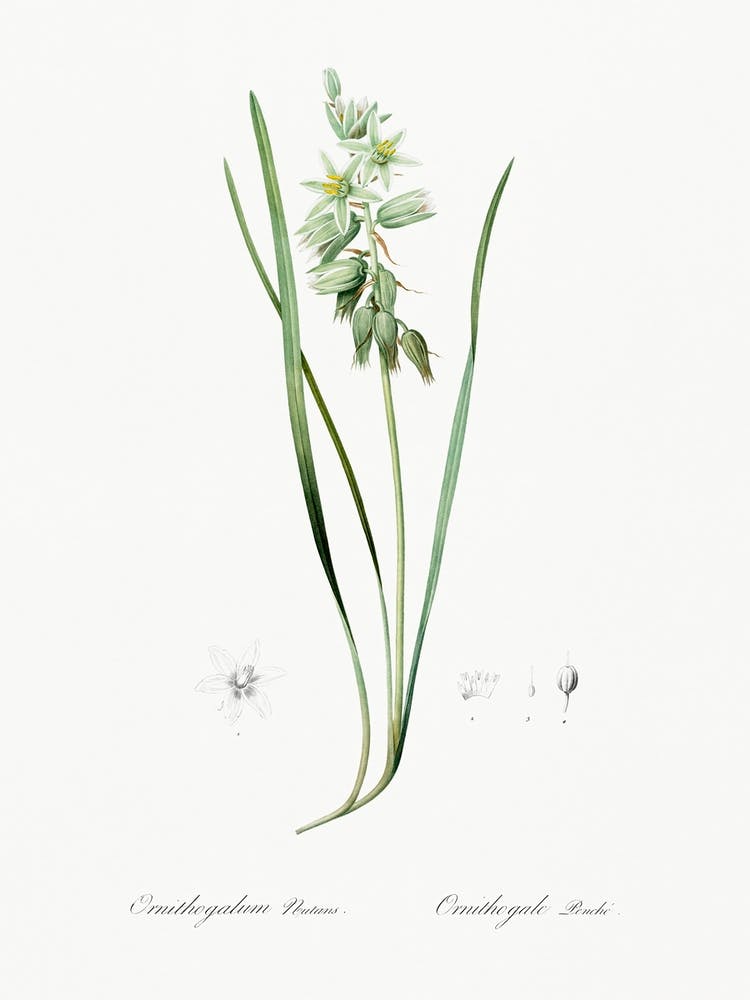 Drooping Star Of Bethlehem Illustration From Les Liliacées (1805), Pierre Joseph Redoute