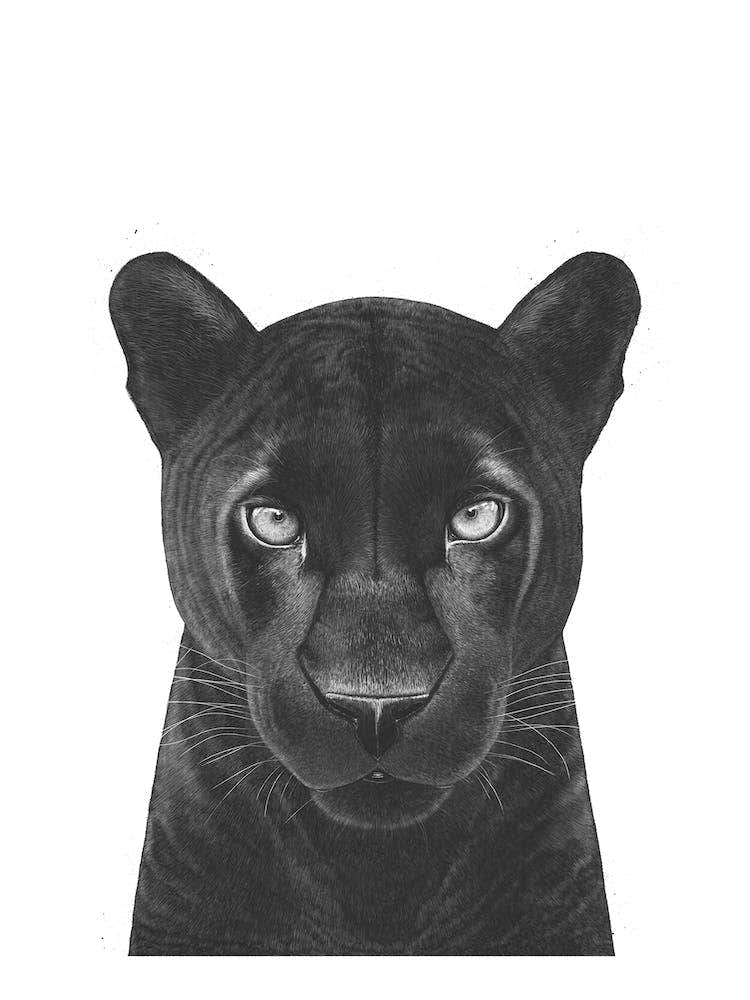 Panther