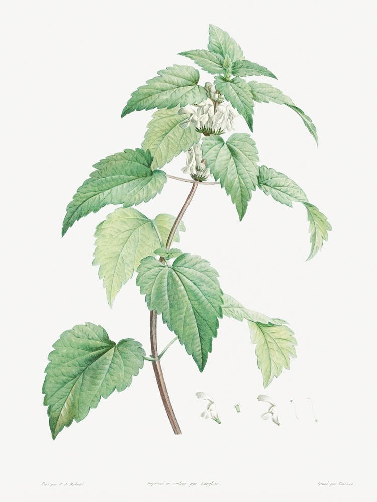 White Dead Nettle From La Botanique de J. J. Rousseau, Pierre Joseph Redoute