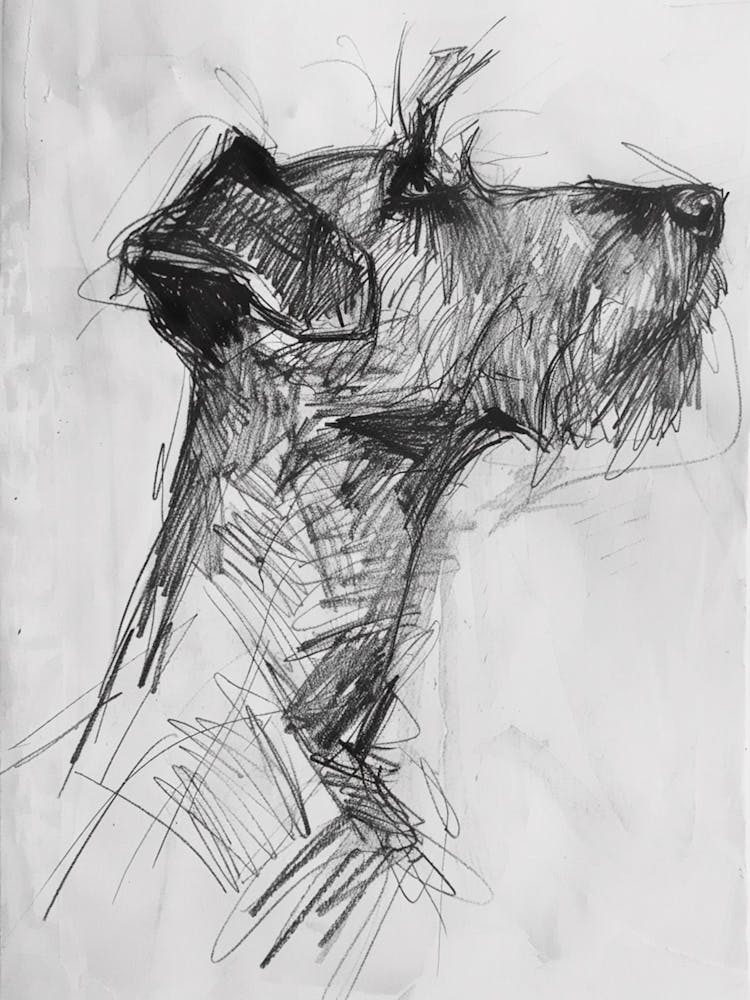 Chien Terrier Irlandais - Trait au Fusain 4