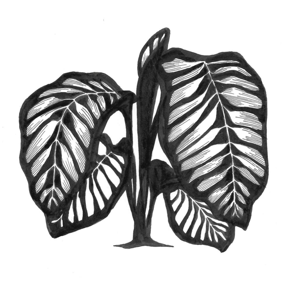 Calathia Print