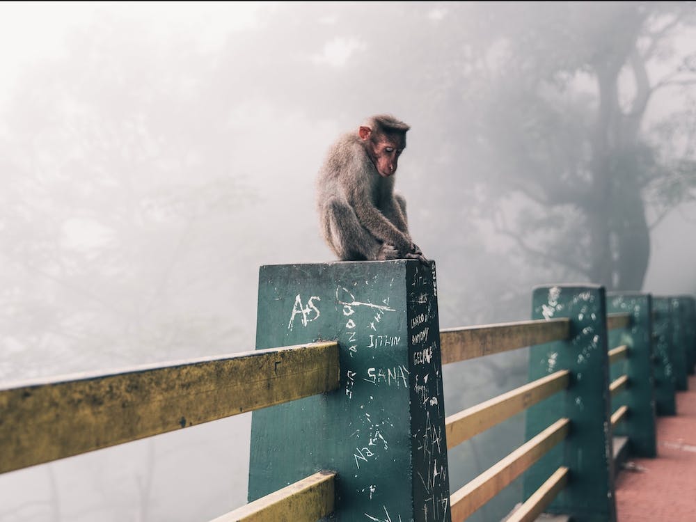 Snow Monkey On A Foggy Day In Japan