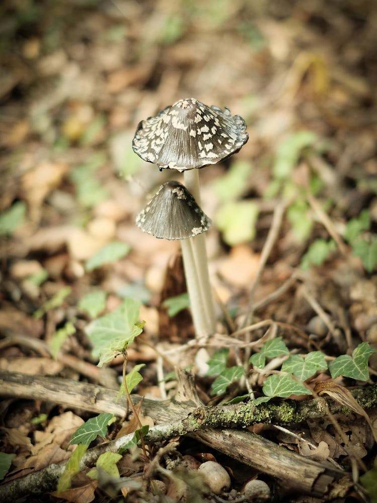Mushroom // Nature Photography 1