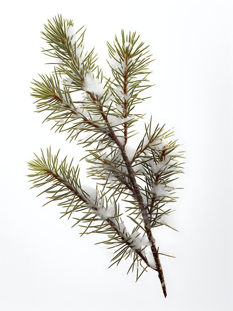 Pine Branch With Snow