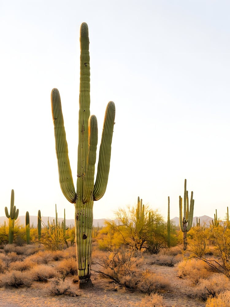 Saguaro Cactus