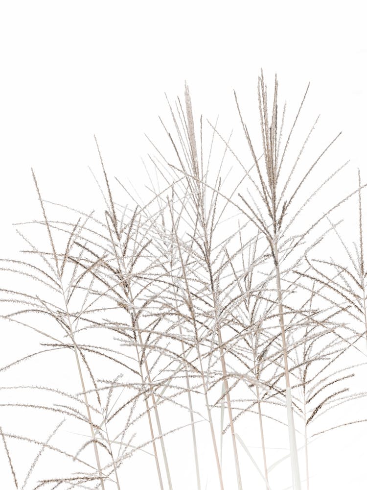 Strandgras Textur I