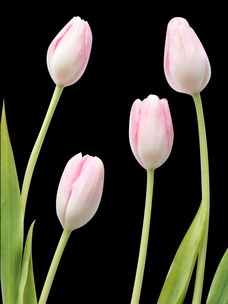 Pink Tulips On Black Background
