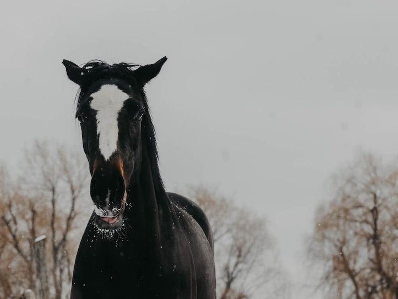 Horse And Snow 3