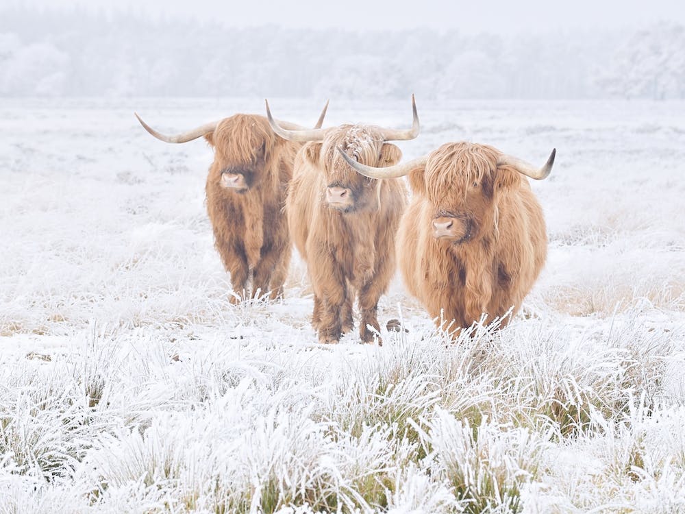 Winter Highland Cow