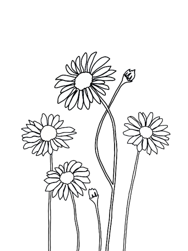 Dessin de marguerites