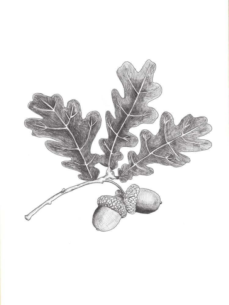 Acorn Pencil Drawing