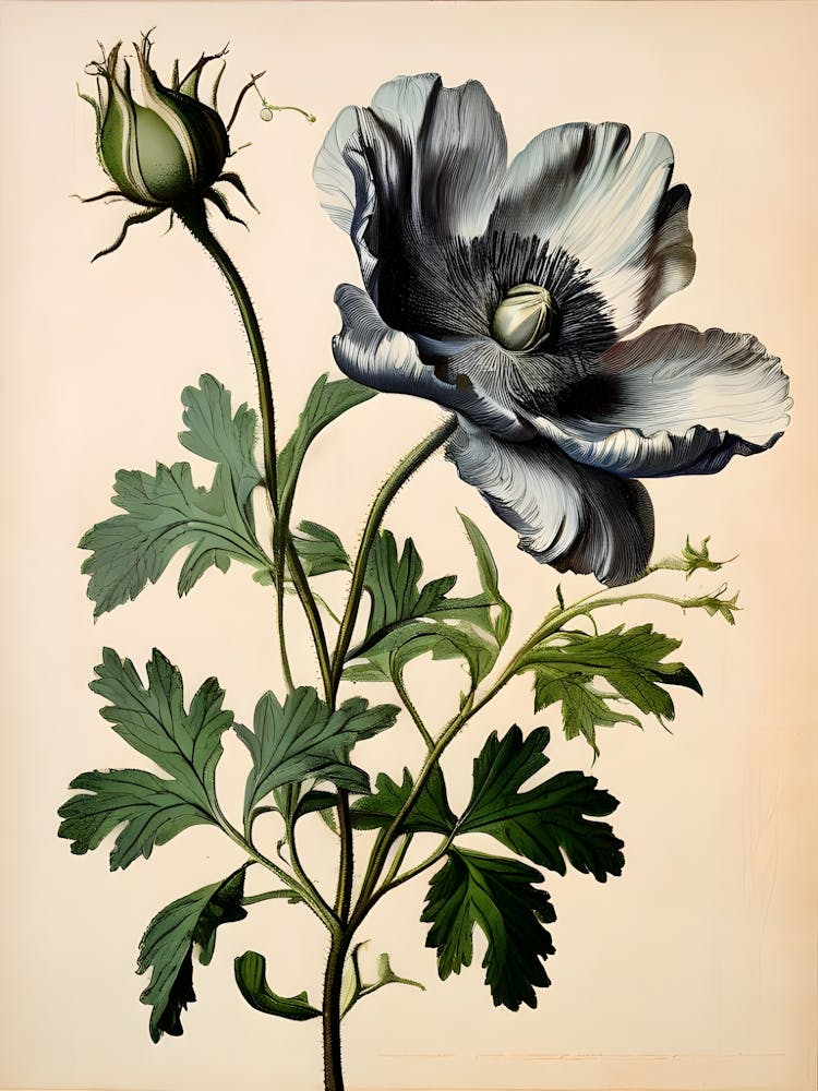 Striking Beauty in Black and White: A Single Poppy in Full Bloom