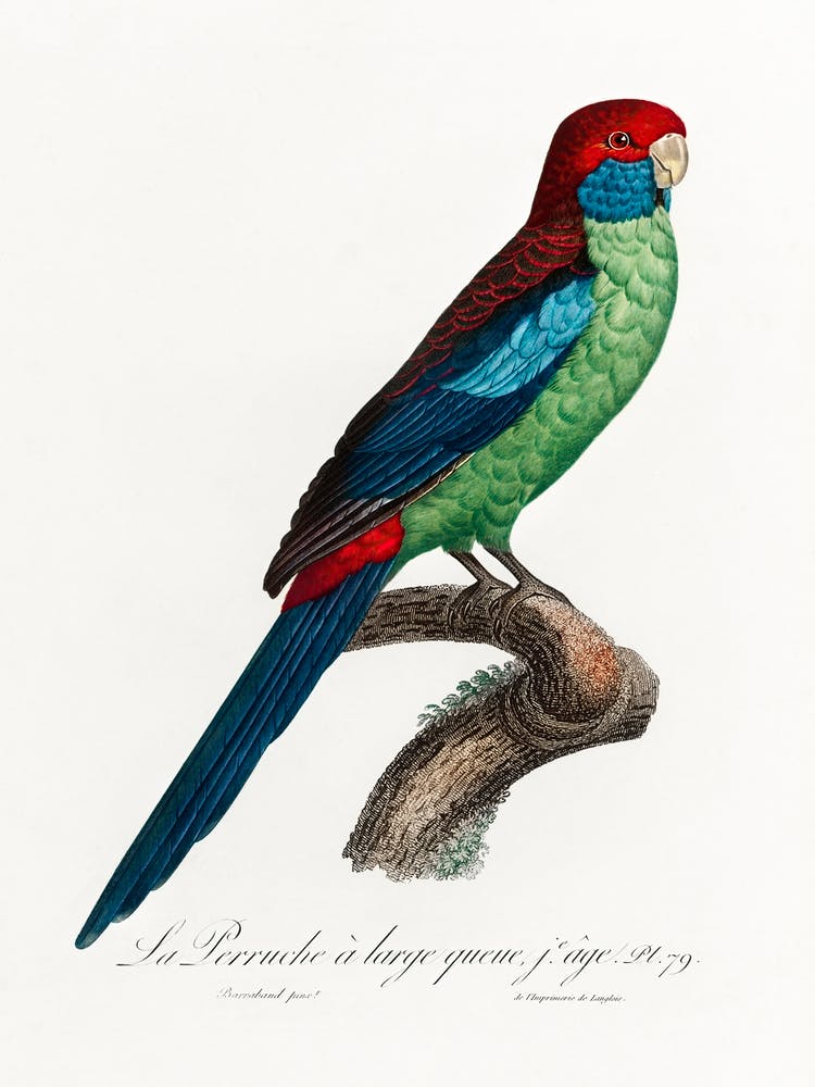 Broad Tailed Parrot From Natural History Of Parrots, Francois Levaillant