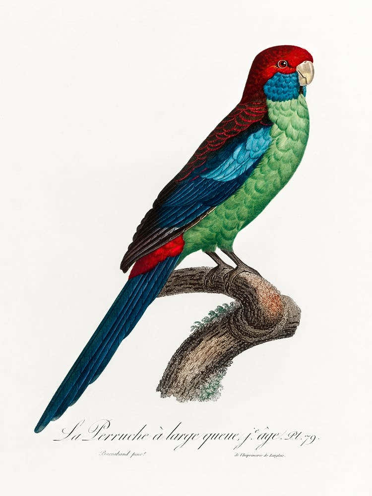 Broad Tailed Parrot From Natural History Of Parrots, Francois Levaillant