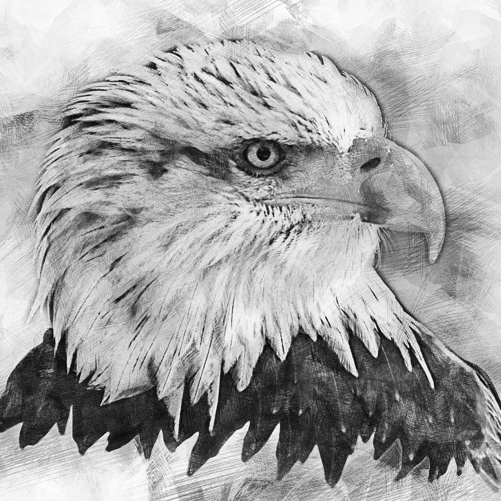 Bald Eagle Portrait By Person