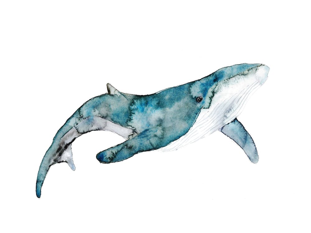 Whale