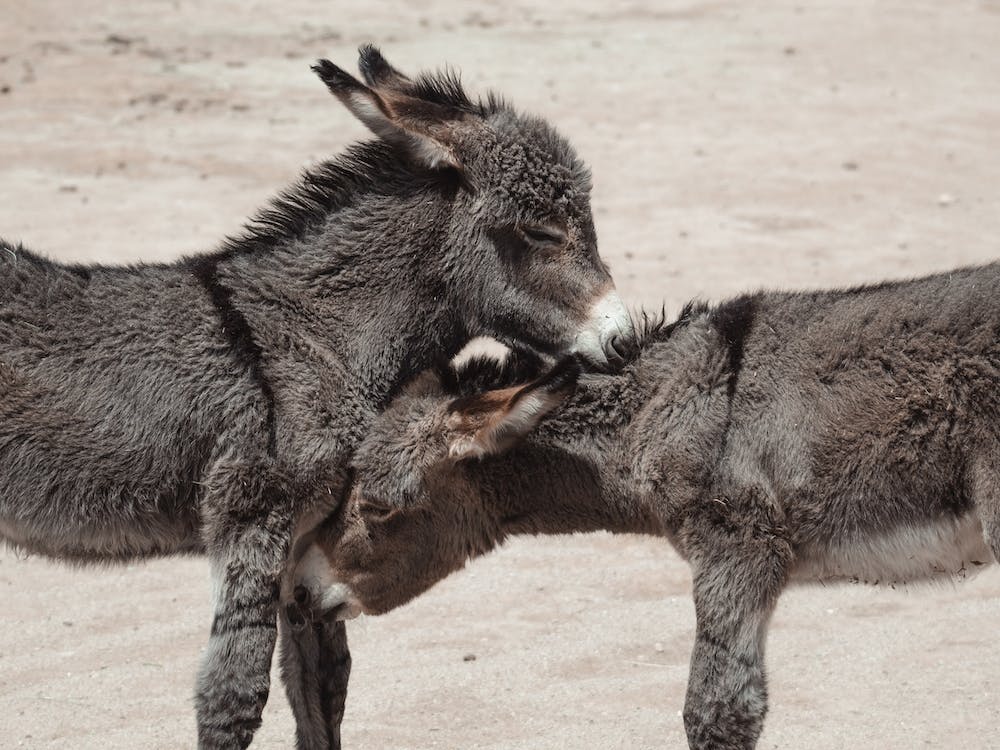 Baby Donkey Siblings