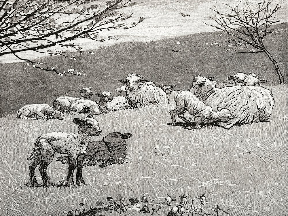 Spring Lamb (1880), Winslow Homer