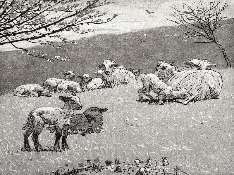 Spring Lamb (1880), Winslow Homer