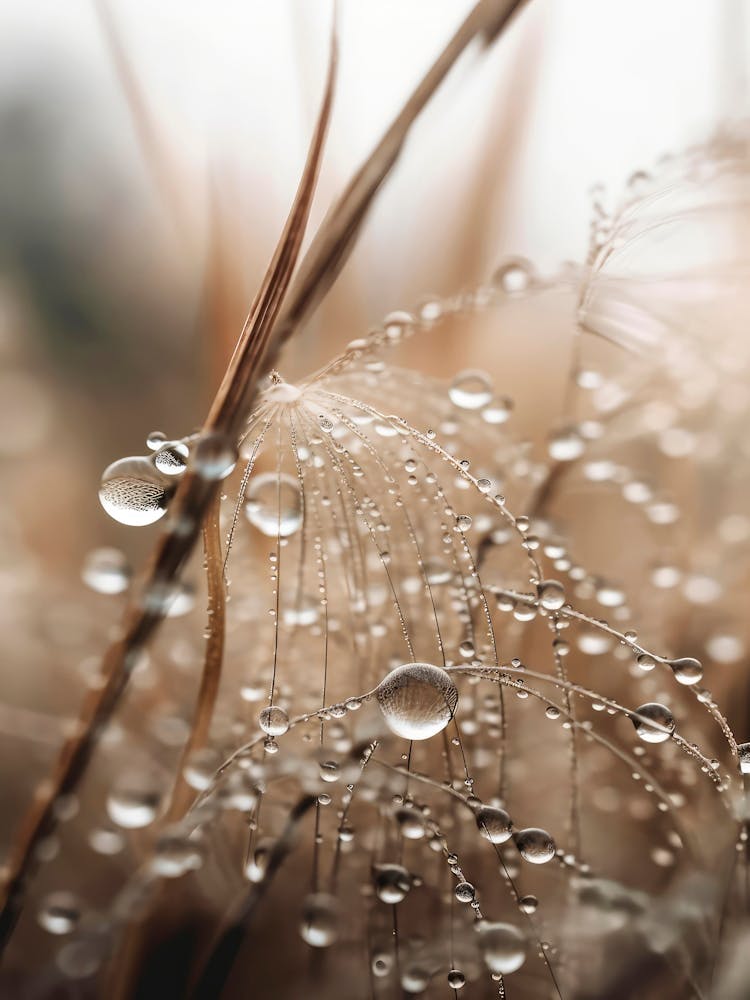 Rain Drops