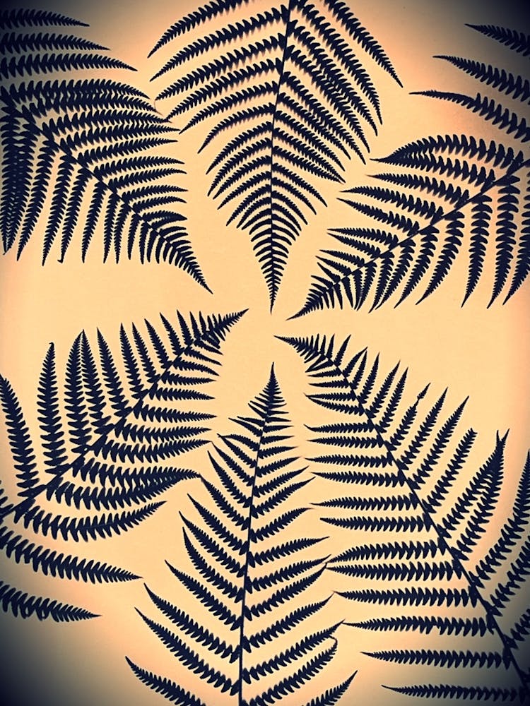 Fern Leaf