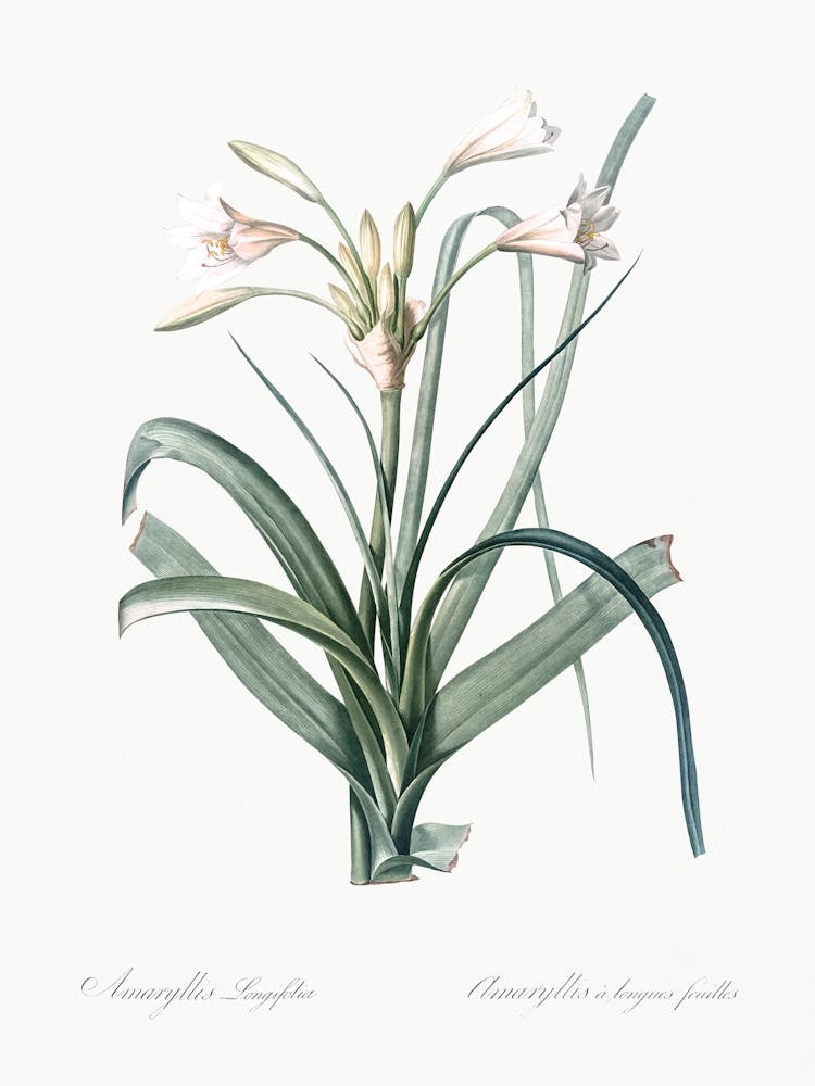 Malgas Lily, Pierre Joseph Redoute