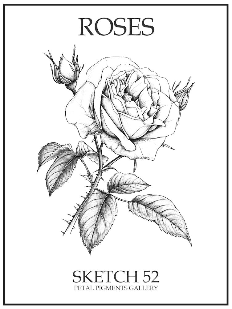 Roses Sketch 52 Poster