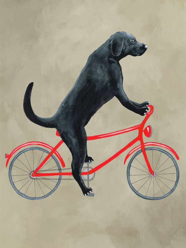 Black Labrador On Bicycle