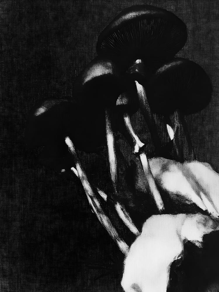 Mushrooms 2