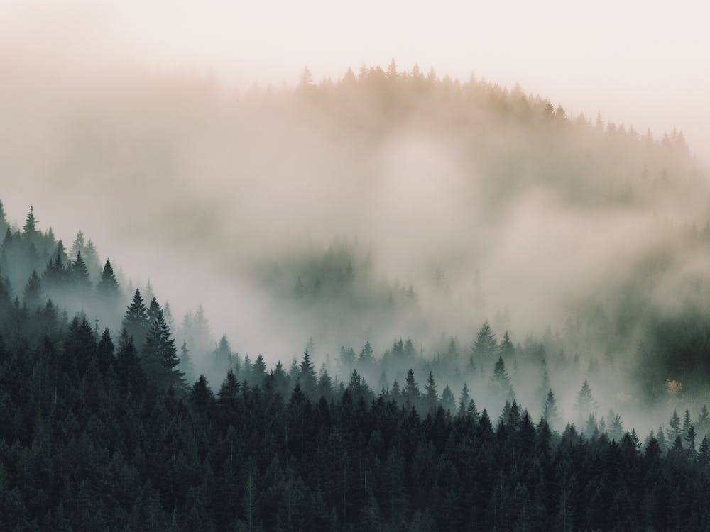 Morning Forest Fog