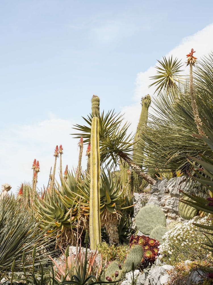 Tropical Cactus Plants Art Print by Henrike Schenk – Fy!