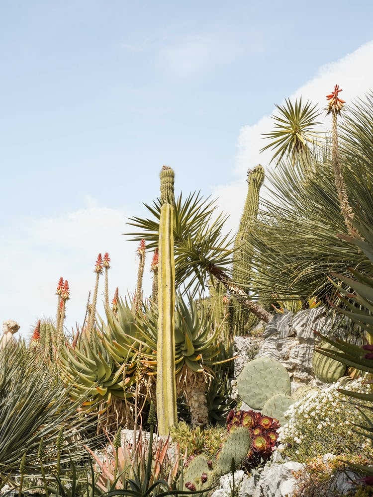 Tropical Cactus Plants