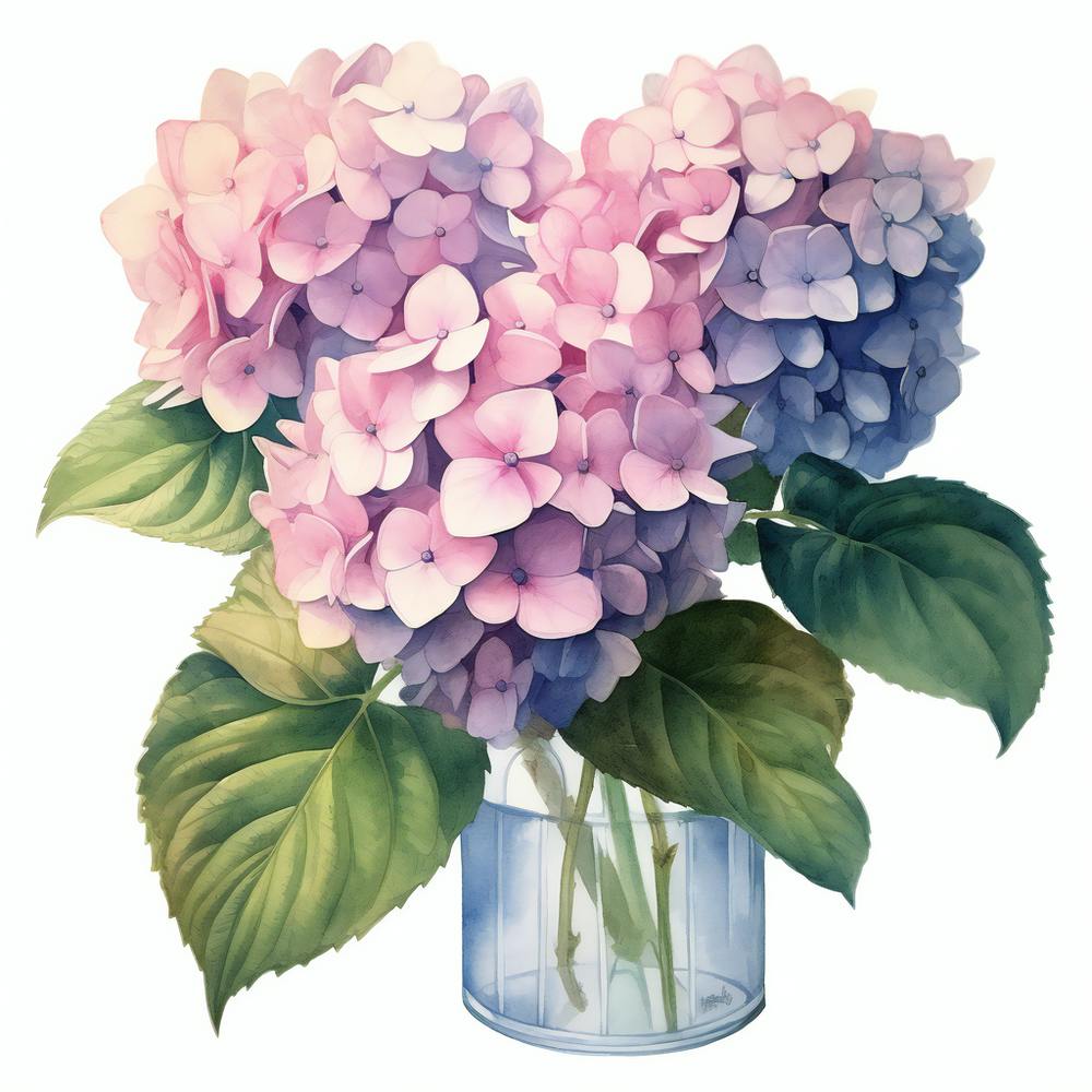 Hydrangeas