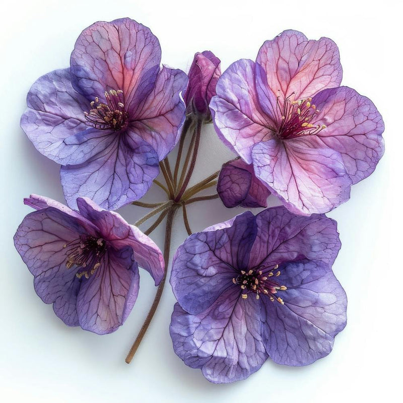 Purple Hydrangea 1