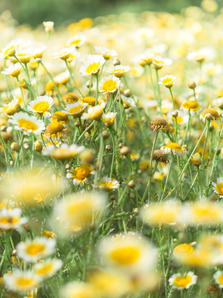 Daisy Field 2