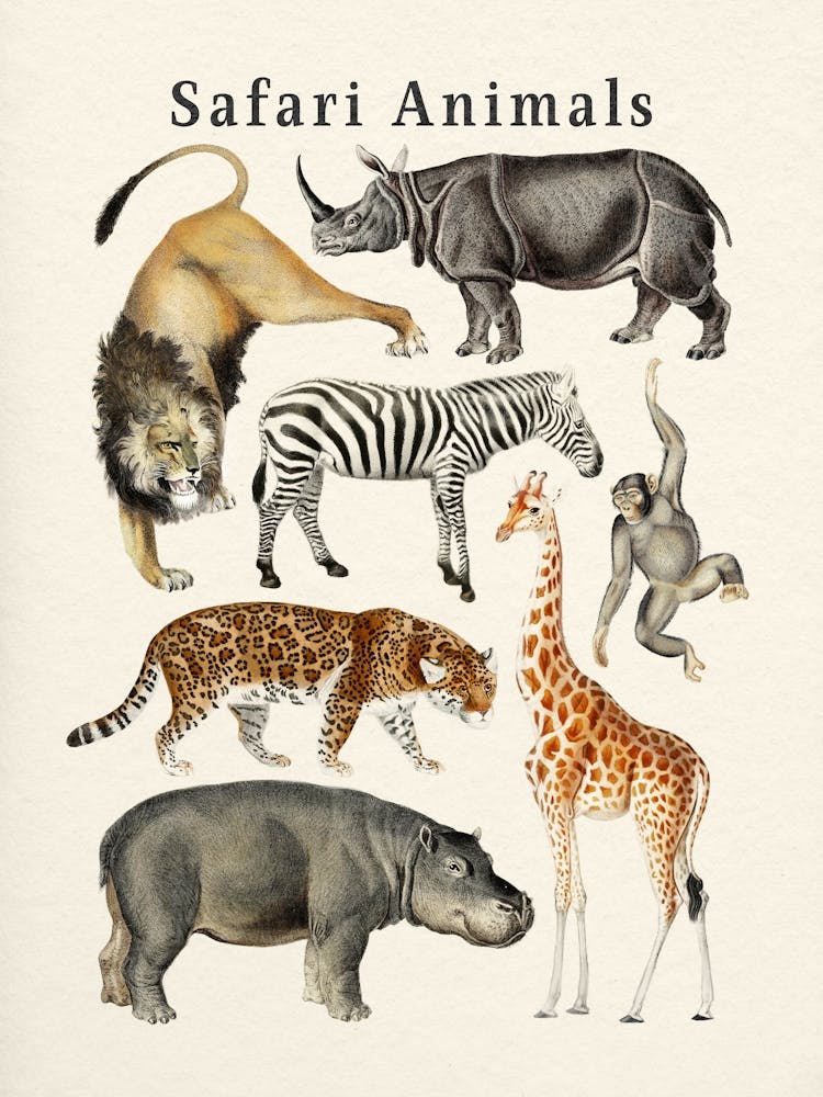 Safari Animals Collection