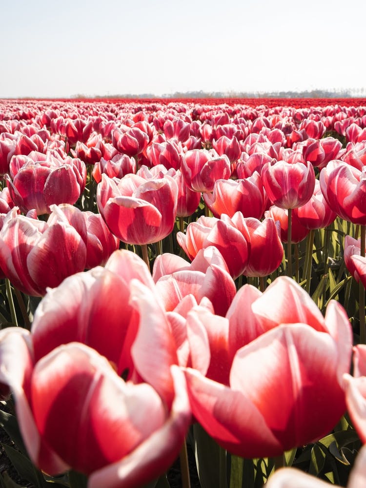 Tulip Field In Holland