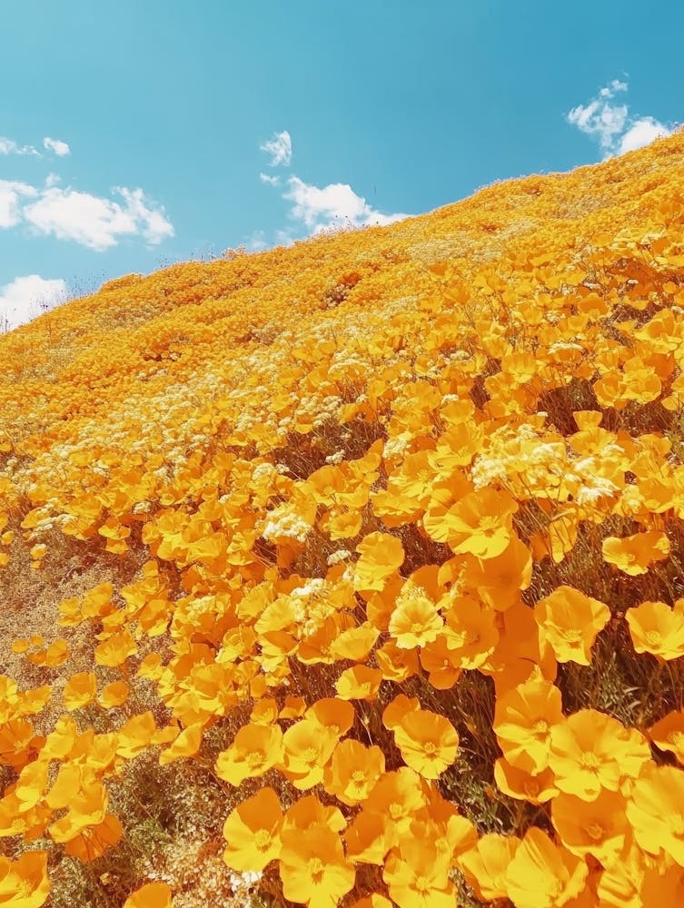 California Poppies Art