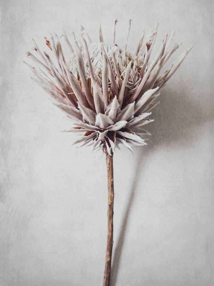 Soft Pink Dried Protea