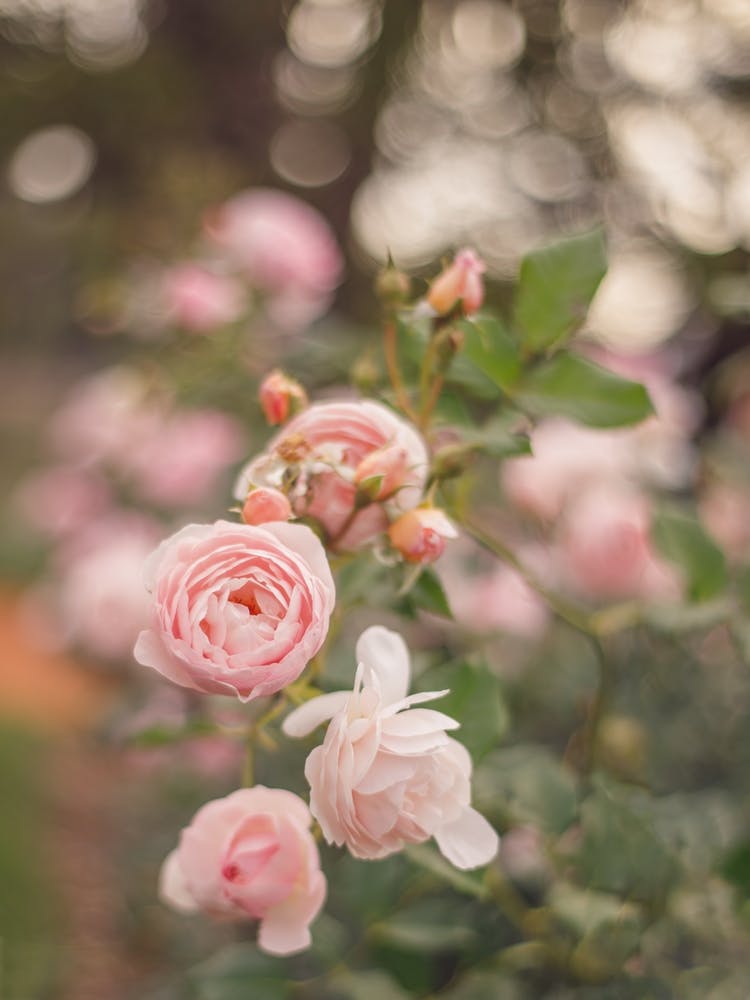 Roses roses tendres - Photographie florale