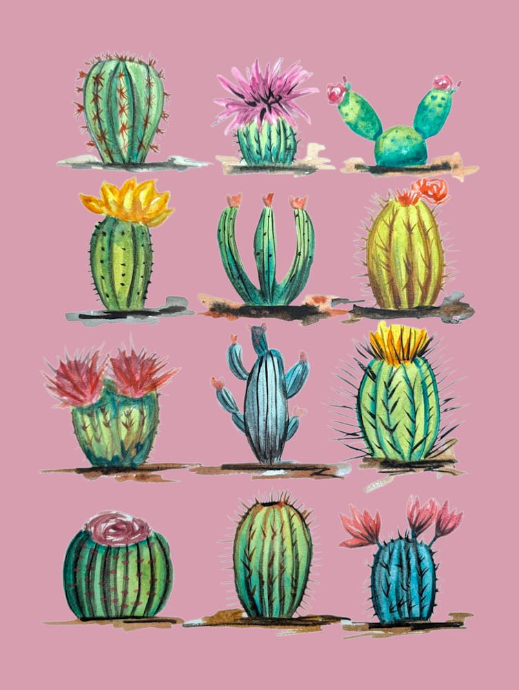 Cactuses Succulent Plant Watercolour Illustration Botanical Pink