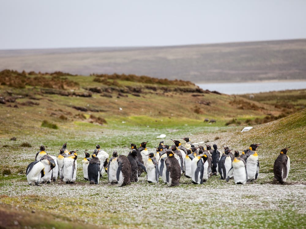 Teenager-Pinguine auf den Falklandinseln