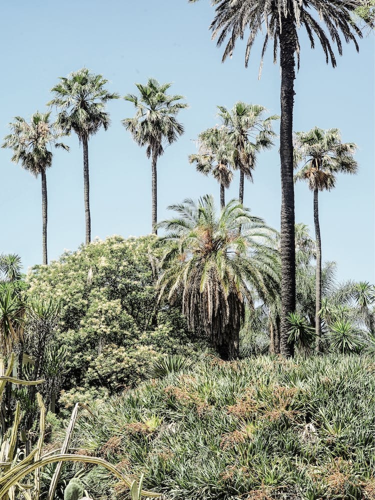 Collectors Garden