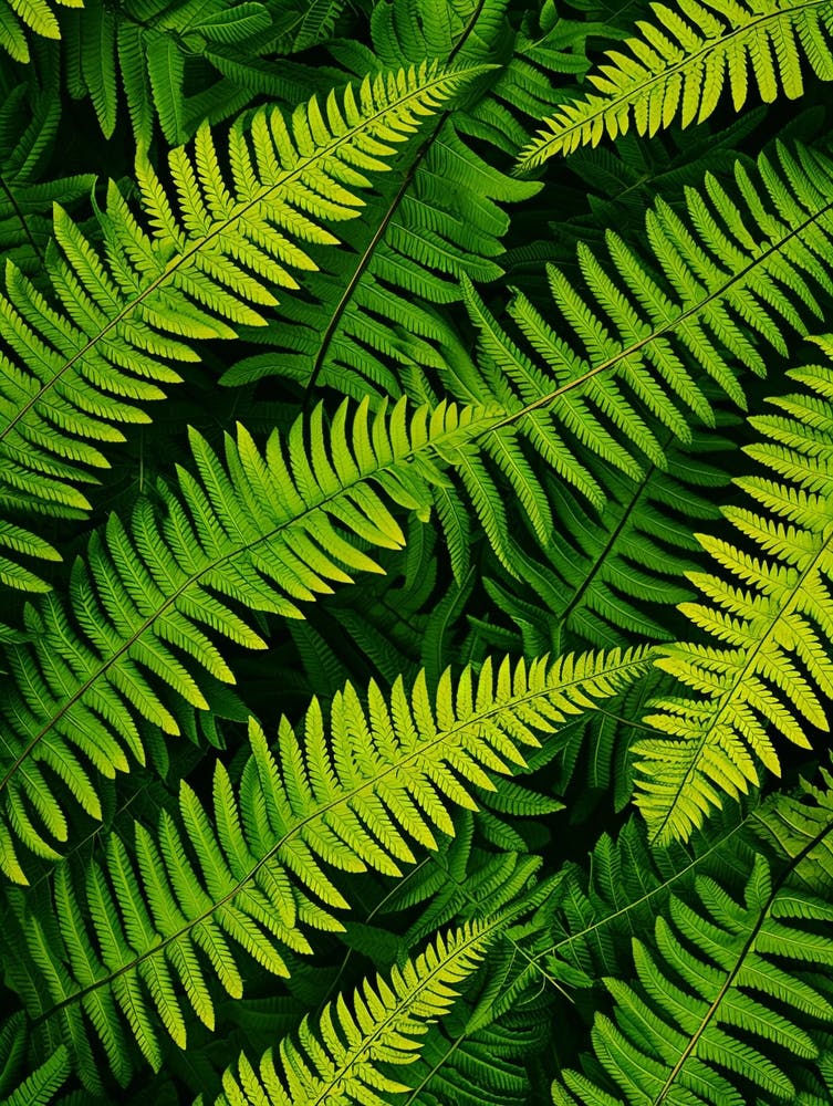 Pattern Poster Rock Cap Fern 3