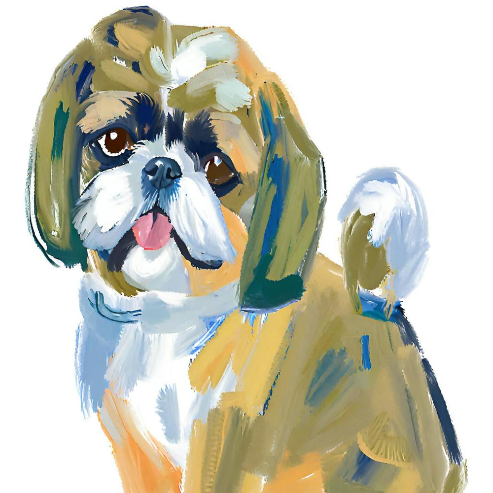 Shih Tzu 01