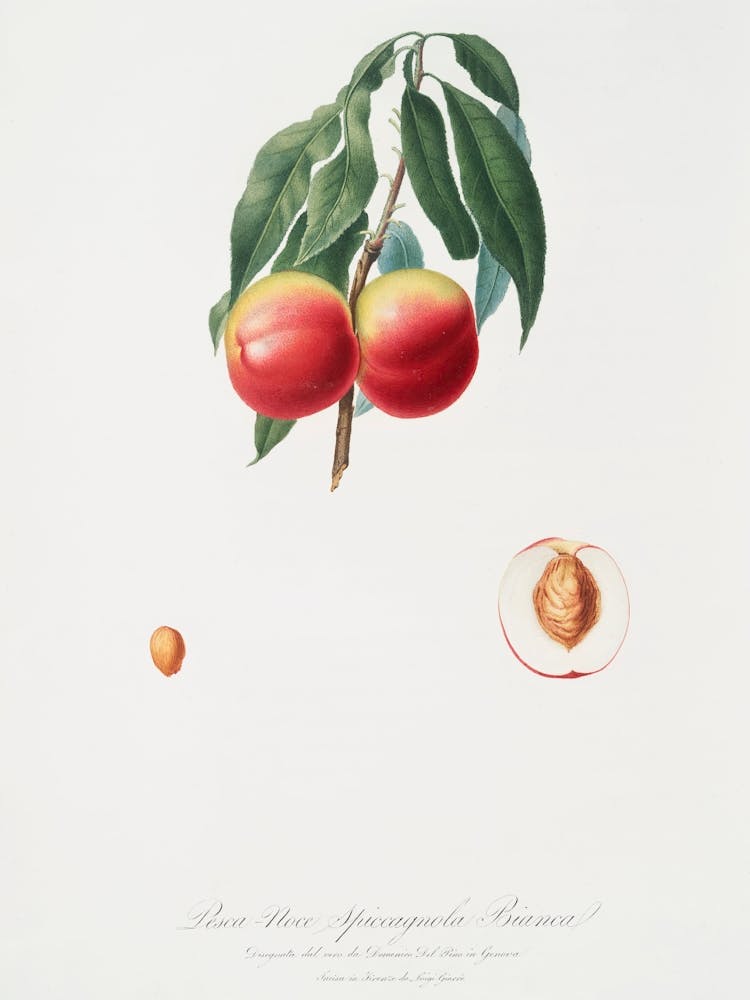 Peach (Persica Psillidermis) From Pomona Italiana (1817 1839), Giorgio Gallesio