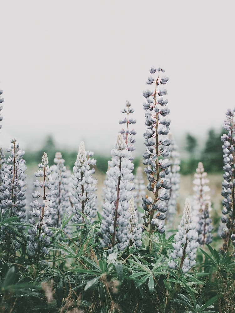 Purple Lupine Flowers