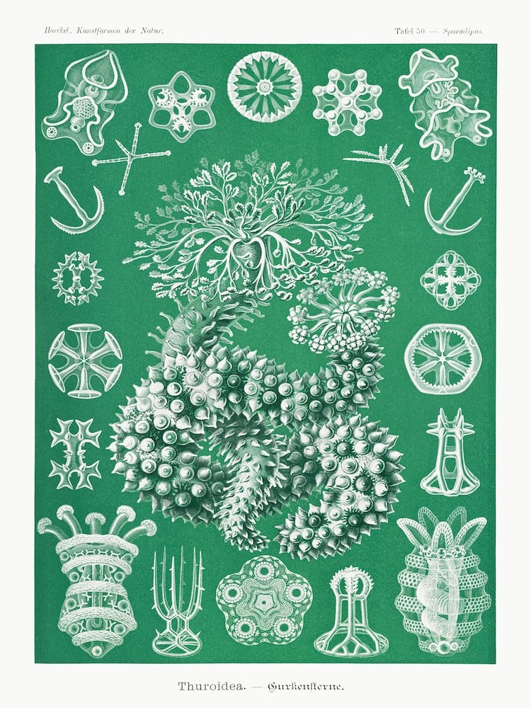 Thuroidea–Gurkensterne, Ernst Haeckel